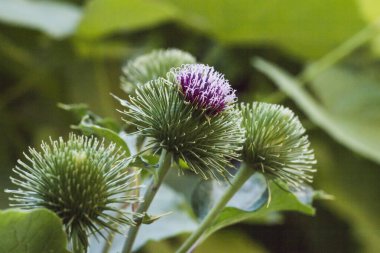 Burdock çiçekleri. Papatya familyasından büyük bir bitki.