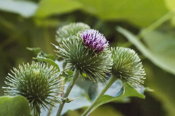 Burdock blooms. Large herbaceous old world plant of the daisy family — ストック写真
