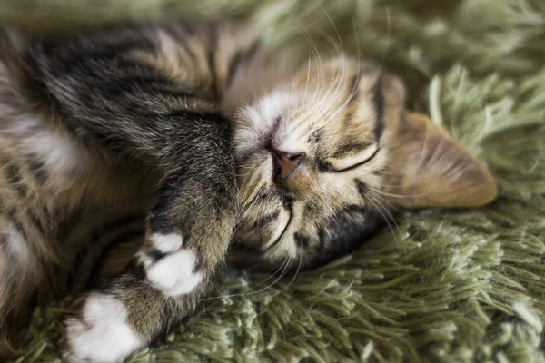 Солодкий кошеня спить на спині, як колода — стокове фото