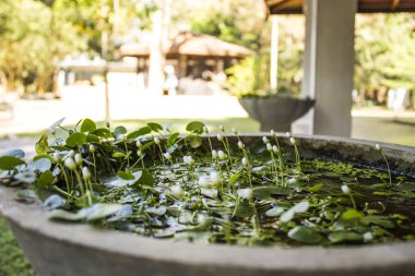 Su dolu bir taş kasede küçük beyaz çiçekler.