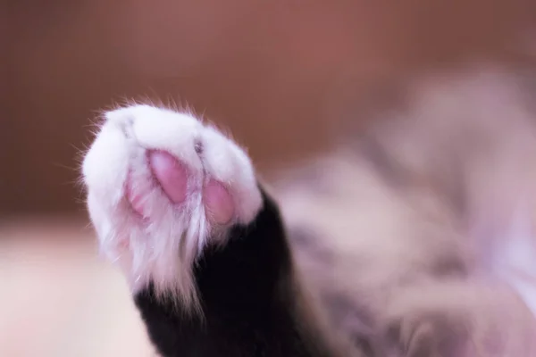 Fluffy white cat foot with pink pillows — Stock Photo, Image