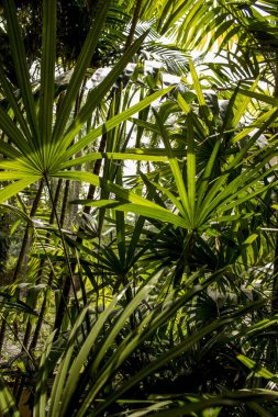 Güneş tarafından aydınlatılan tropikal çalılıkların büyük yeşil yaprakları