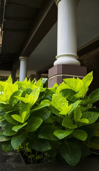 Gröna Saftiga Blad Tropiska Växter Vit Kolonn Bakgrund — Stockfoto