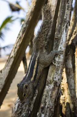 Küçük Funambulus palmarumudlar bir ağaç dalında