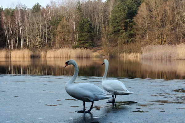 two swans on a lake on ice in spring