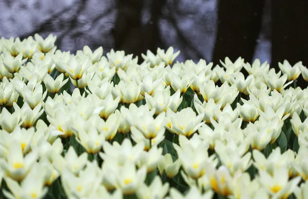 A grande quantidade de tulipas coloridas na primavera — Fotografia de Stock