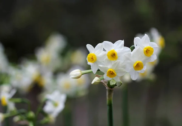 A flor de narciso branca e amarela perto — Fotografia de Stock