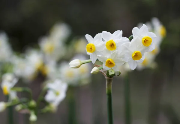 A flor de narciso branca e amarela perto — Fotografia de Stock