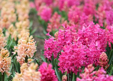 Mor pembe sümbül büyük miktarda