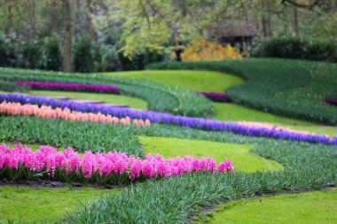 Mor mavi pembe sümbül büyük miktarda