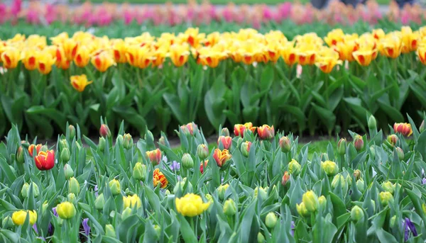 Велика кількість різнокольорових тюльпанів навесні — стокове фото