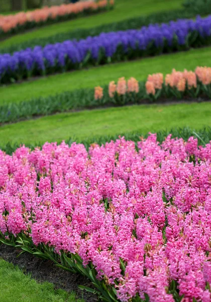 Mor pembe sümbül büyük miktarda — Stok fotoğraf