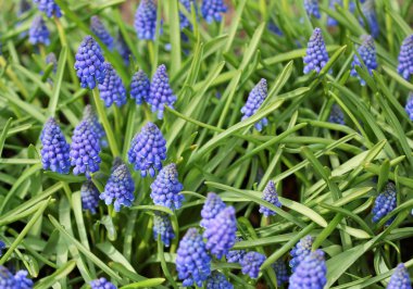 Büyük miktarda küçük mavi sümbül