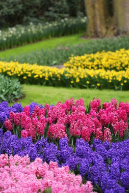 Büyük miktarda bllue ve pembe sümbül