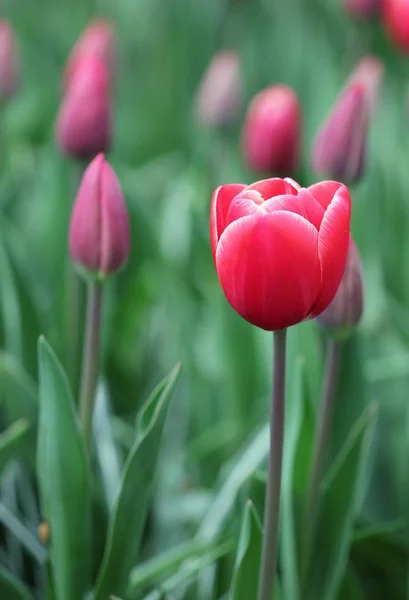 Die große Menge der rosaroten Tulpen im Frühling — Stockfoto