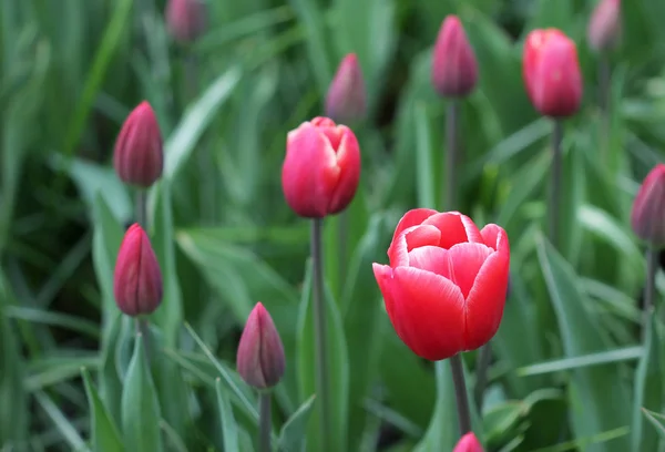 Die große Menge der rosaroten Tulpen im Frühling — Stockfoto