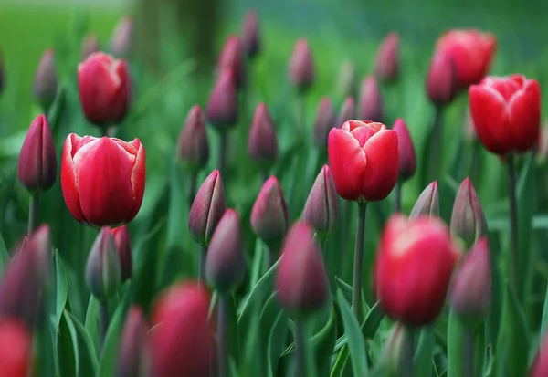 Duża ilość różowe czerwone tulipany wiosną — Zdjęcie stockowe