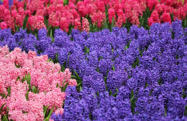 Büyük miktarda bllue ve pembe sümbül — Stok fotoğraf