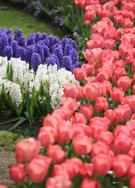 The big amount of the purple blue pink hyacinths and tulips — Stock Photo, Image