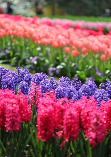 Велика кількість фіолетово-блакитних рожевих гіацинтів і тюльпанів — стокове фото