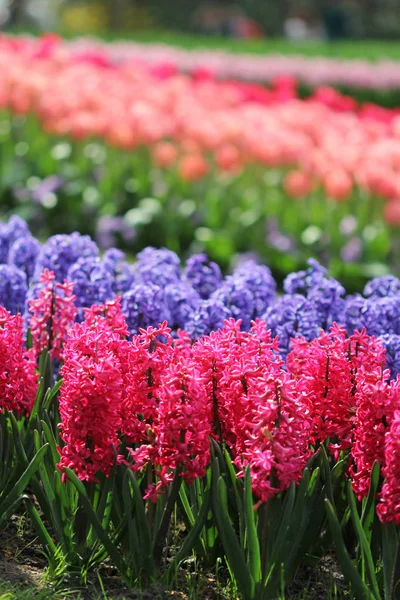 Велика кількість фіолетово-блакитних рожевих гіацинтів і тюльпанів — стокове фото