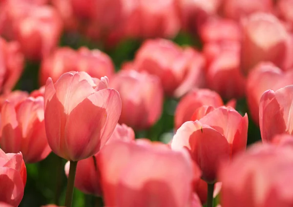 Duża ilość różowe czerwone tulipany wiosną — Zdjęcie stockowe