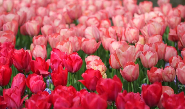 Die große Menge der rosaroten Tulpen im Frühling — Stockfoto