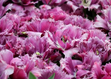 Renkli Lale çiçek flowerbed içinde büyük miktarda