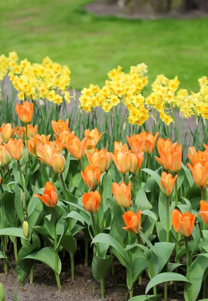 Renkli Lale çiçek flowerbed içinde büyük miktarda — Stok fotoğraf