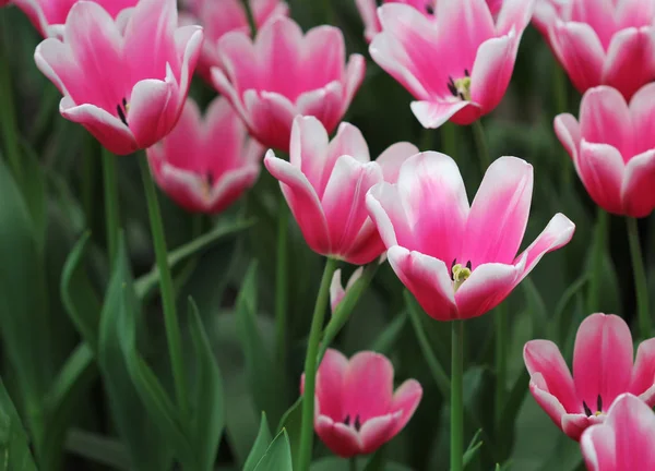 Duża ilość kwiatów kolorowych tulipanów w kwietnik — Zdjęcie stockowe