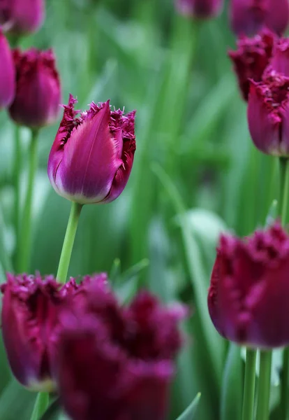 A színes tulipán virágok a virágágyásba nagy mennyiségű — Stock Fotó