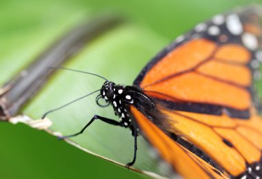 Yeşil yaprak üzerinde oturan kelebek Monarch