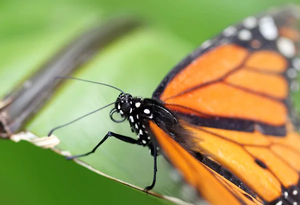 Borboleta monarca sentado na folha verde — Fotografia de Stock