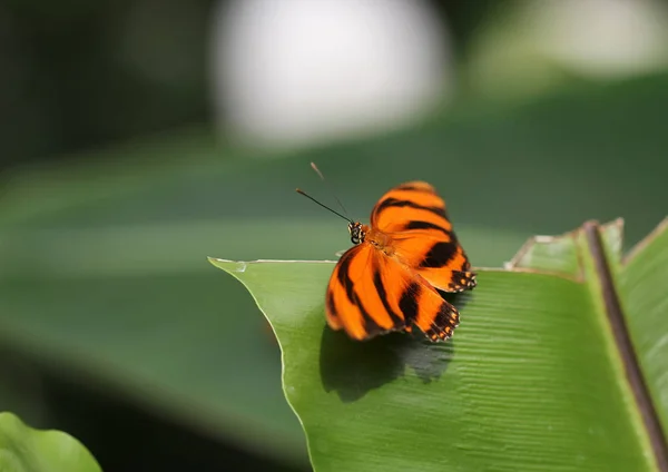Оранжевая с черными полосами бабочка, сидящая на зеленом листе — стоковое фото