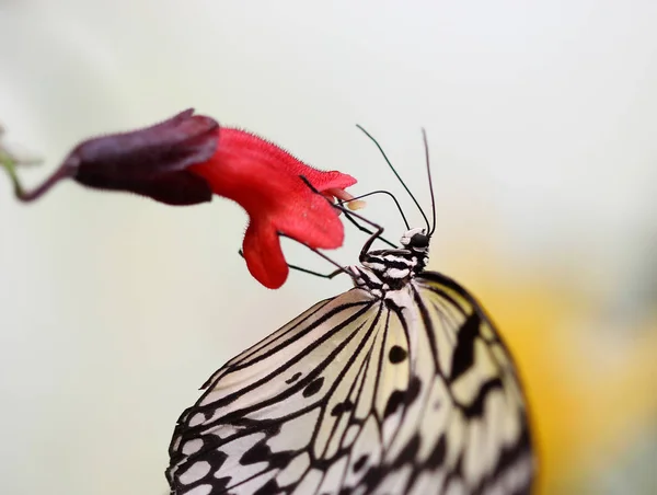 Ideia leuconoe borboleta está sentado na flor — Fotografia de Stock