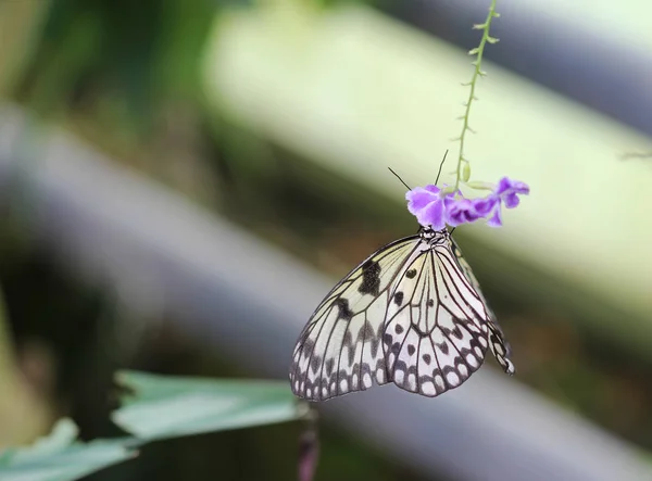 Ідея лежачого метелика сидить на квітці — стокове фото