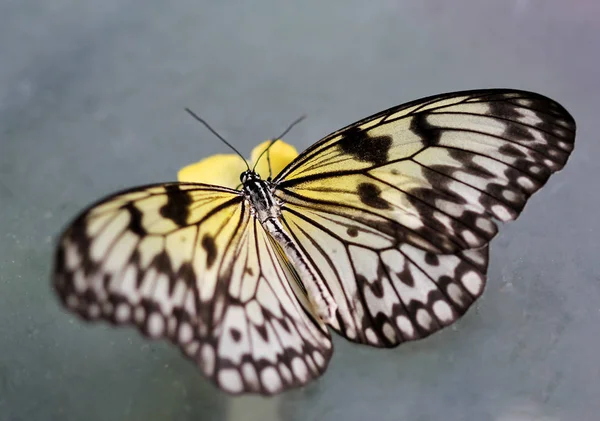 Ідея лежачого метелика сидить на квітці — стокове фото