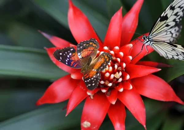 Два метелики сидять на яскраво-червоній квітці — стокове фото