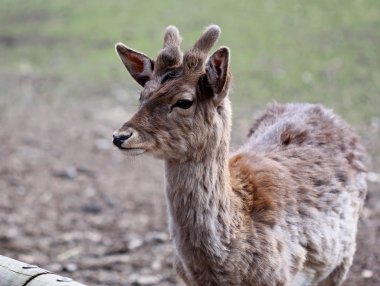 The portrait of young cute male roe deer 