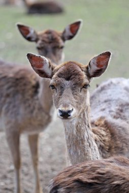 the portrait of two young cute roe deers