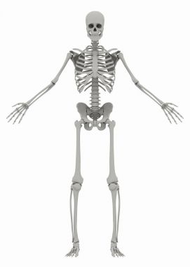 Beyaz arka plan üzerinde (erkek) iskelet insan