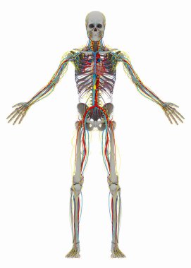  Dolaşım, lenfatik, sinir sistemi ve göğüs ön yüzü olmadan (erkek) iskelet insan