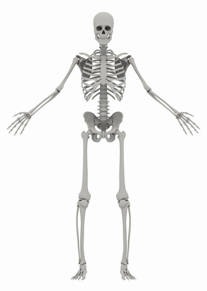 Мужской скелет человека на белом фоне
