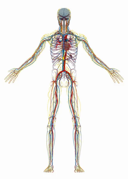 Human's (male) circulatory, lymphatic and nervous systems — Stock Photo, Image