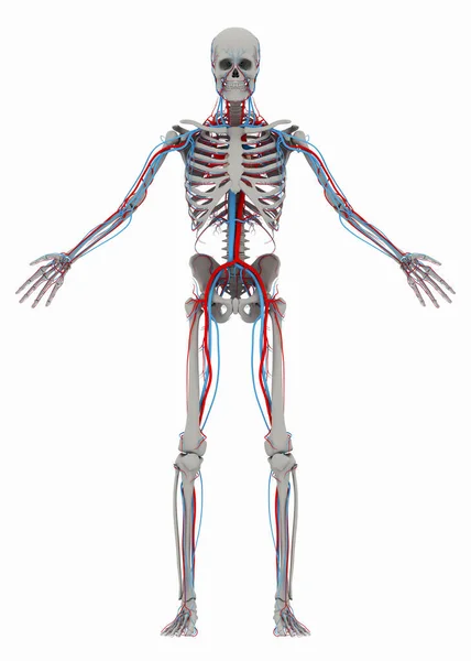 人类的 （男性） 骨架和循环系统 — 图库照片