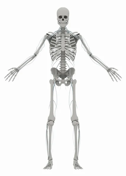 Human's (male) skeleton and nervous system — Stock Photo, Image