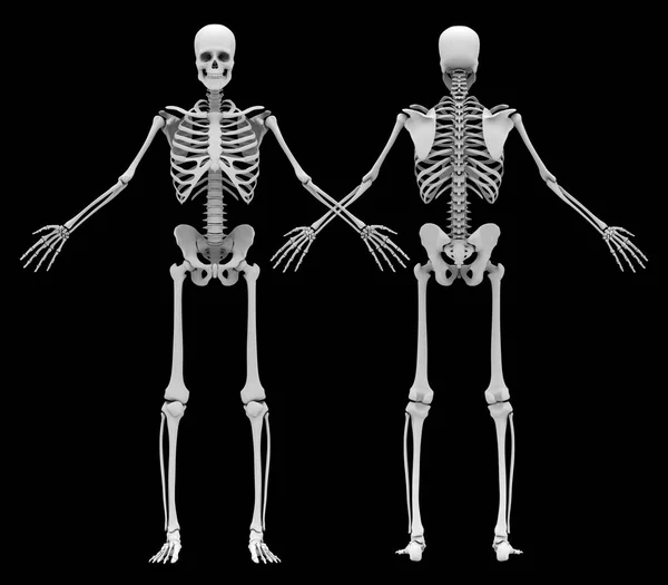 Mänskliga 's (manlig) skelett. Främre och bakre vy — Stockfoto