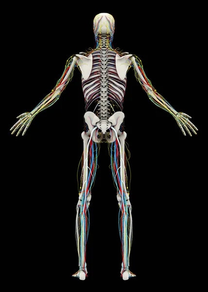 Human's (male) skeleton and circulatory, lymphatic, nervous systems. Back view — Stock Photo, Image
