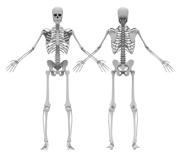 Human's (male) skeleton. Front and back view — Stock Photo, Image