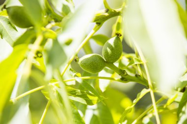 Ağaç üzerinde küçük wallnuts